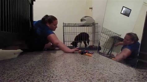 Do not allow the dog to get out of the crate until stage 3 Crate games by Susan Garrett with Clever the puppy- how to ...