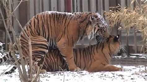 The camels eat this fat is they have no food. Tiger and Lions Mating Breeding - YouTube