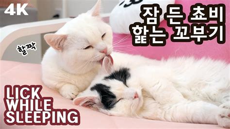4K CAT BROMANCE: LICK WHILE SLEEPING - YouTube