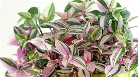 These plants grow really fast without taking care of them much. Wandering Jew plant - How to Care for an Indoor Tradescantia