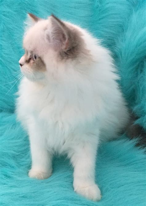 Our ragdoll cats are from the finest hereditary lines of ragdolls anywhere in the world. Ragdoll Cats For Sale | Rochester Hills, MI #282570