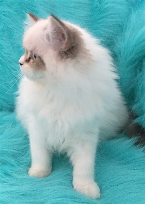 Should i get a ragdoll kitten? Ragdoll Cats For Sale | Rochester Hills, MI #282570