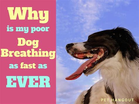 Why do puppies breathe so fast? Why is My Poor Dog Breathing as Fast as Ever?