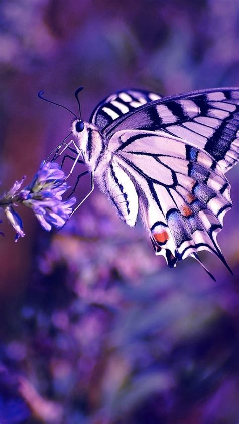 Download, share or upload your own one! Aesthetic Butterfly Image > Flip Wallpapers > Download ...