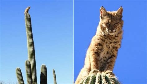 Every day we send an email with the top videos from digg. Bobcat Sitting on Top of 40 Foot Tall Cactus in the ...