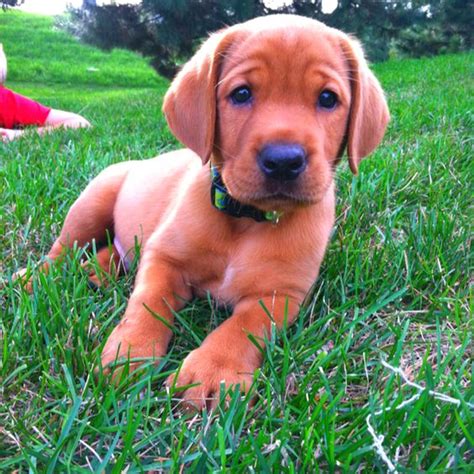 These fox red lab puppies are energetic, playful, loving, loyal, & make great family pets! 21+ Cutest Fox Red Lab Puppies Ever! - Page 5 - The Paws