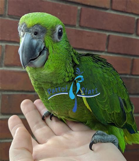 Parrots are birds made up of approximately 372 species. Yellow Naped Amazon Parrot For Sale