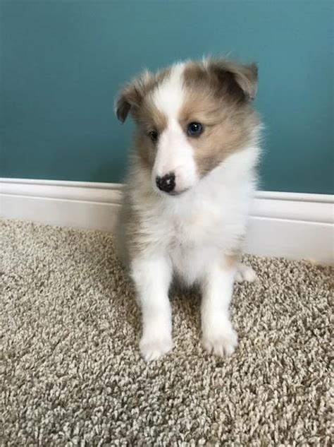 Red nose female american pitbull terrier very beautiful!!! Shetland Sheepdog puppy dog for sale in Bardstown, Kentucky