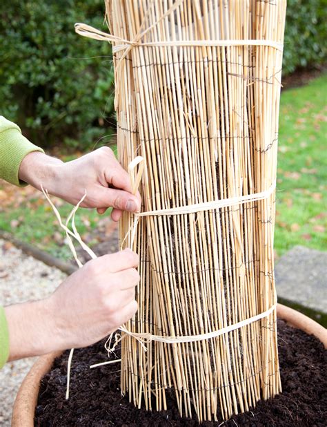 L'huissier conserve une copie au rang des minutes de son étude pour 25 ans. Protéger un palmier l'hiver | DIY Family