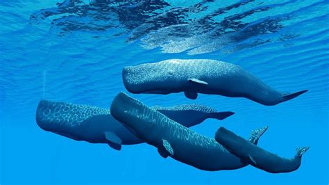 Nama ikan paus sperma berasal dari organ spermaceti yang terletak di kepalanya. Mengenal Paus Sperma yang Terdampar di Maluku
