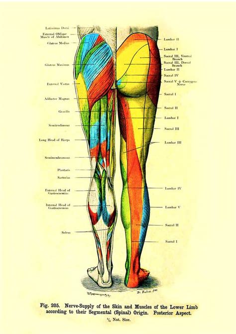 The pain may be caused by. Buttocks Anatomy