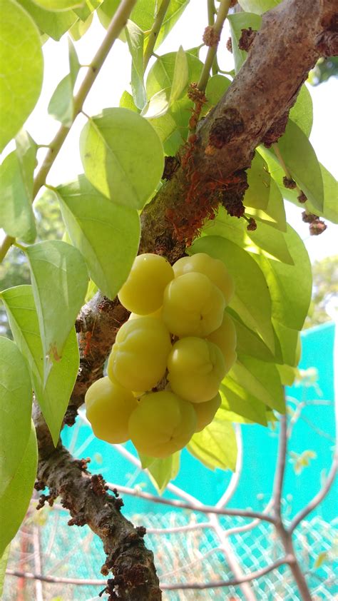For the most part, you can leave them to their own devices and end up with a bountiful harvest waiting to be made into jams and desserts. File:Indian Gooseberry 1.jpg - Wikimedia Commons