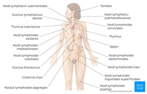 Die lage der inneren organe der person istfunktionszweck von jedem von ihnen. Lage der organe im körper | Lage der Organe im Körper ...