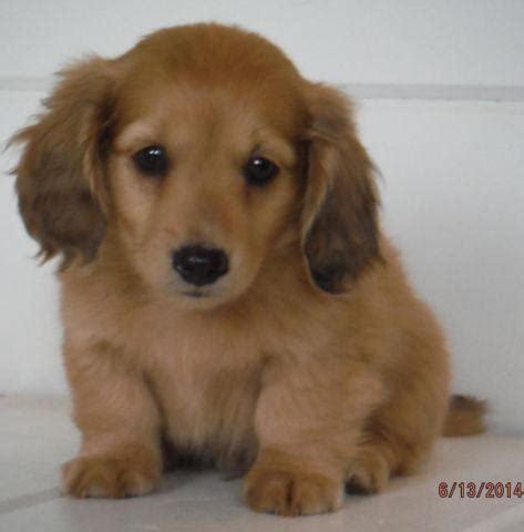 How much are michigan dachshund puppies for sale? Miniature Dachshund Puppies for Sale in Crystal, Michigan Classified | AmericanListed.com