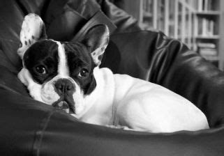 Check out our guide on how to properly introduce your frenchie to a cat, step by step! The French Bulldog, Frenchie, Frog Dog - Don't Believe His ...