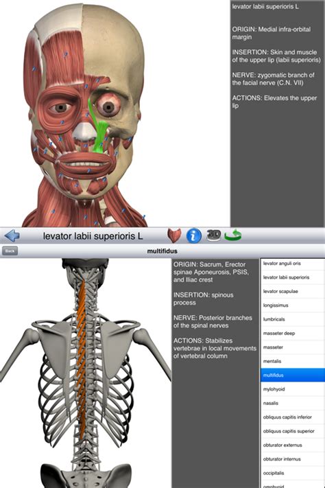 Some muscle names indicate the number of muscles in a group. Education Mobile | Visual muscles 3D