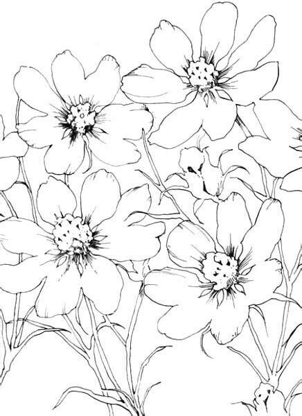 Imagine replicating your flowers in the form of flower drawings! Cosmo outline | Wildflower drawing, Flower line drawings ...