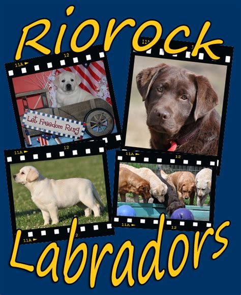 Le golden retriever est l'une des races les plus populaires au monde tant il respire une attitude joviale et amicale. RIOROCK LABRADOR RETRIEVERS BREEDER EAST COAST AREA ...