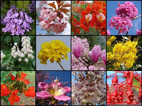 Check spelling or type a new query. Most beautiful flowering trees (close-up) | The mosaic ...