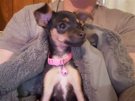 Chihuahua puppies for sale in ohio cleveland. Chihuahua Puppies For Sale | Hedgesville, WV #302986