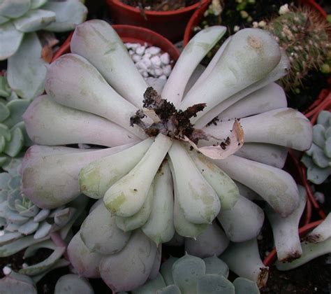 Means the national academy for fire prevention and control. Cactus Nursery - Vine weevil on cacti