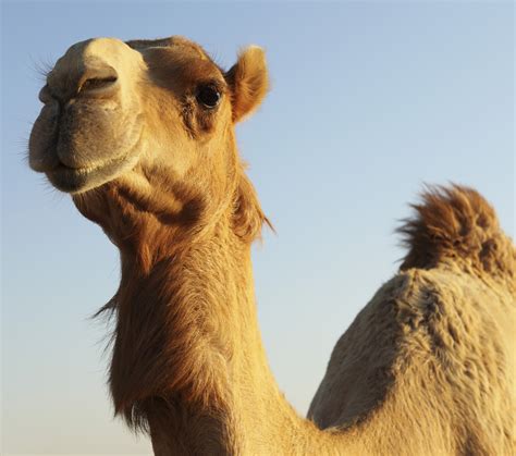 Other prominent camel racing countries include jordan, egypt, australia and saudi arabia. Saudi Princess Comes in First at King Abdul Aziz Camel ...