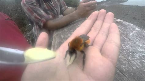 If 24 hours have gone by without a message from a girl, a the question, how does bumble work, has easily been answered. Bombus dahlbomii 2 - YouTube