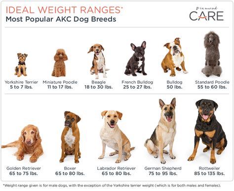 This breed makes wonderful family companions with obedience training. Overweight? Big Boned? How's A Dog Owner to Know ...