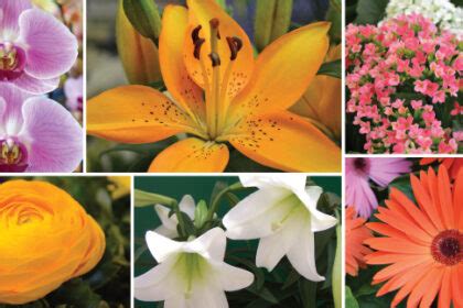 Add the finishing touches to your easter décor with the best easter plants. 16 of our Favorite Easter Plants & Flowers - English Gardens