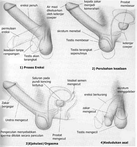 Klik di sini untuk download. Nota Sains Tingkatan 3: BAB 3:PEMBIAKAN