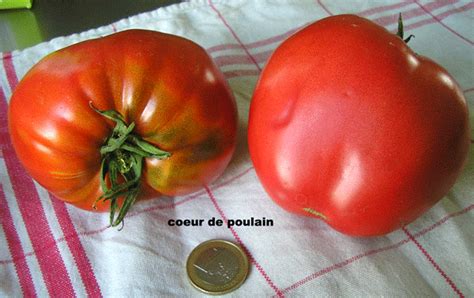 Kladosporioz ili buraya pyatnistost' (2). Oh lala les tomates !: Coeur de Poulain