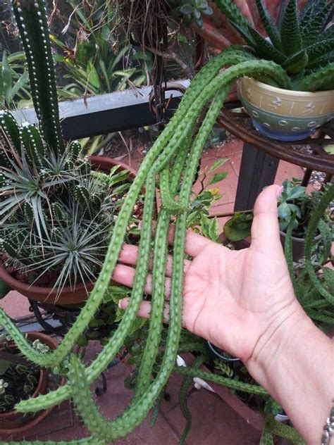 Propagation of dragon fruits dragon fruit grow easily from seed or cuttings. RED DRAGON Huernia Shneideriana succulent stapilia Plant ...