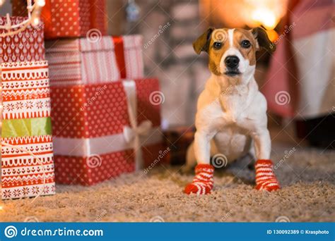 Er starb in meinem schoß. Hund Jack Russell Terrier Zu Hause Unter Dem ...