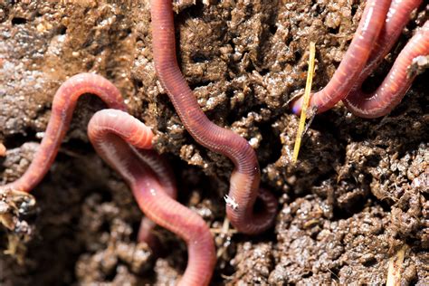 Check spelling or type a new query. Are WORMS Good for Compost and Gardens?