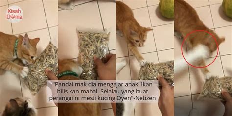 Curi curi cinta episode 6 camera man scence. VIDEO Nakal Curi Sepaket Ikan Bilis, 'Oyen' Kecut Perut ...