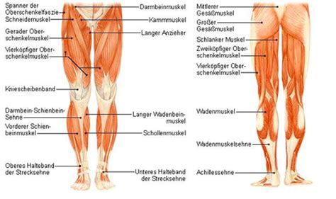 Er besteht im wesentlichen aus dem oberschenkelknochen, welcher von muskulatur, nerven, blutgefäße und sehnen umgeben wird. Wie muss ich den inneren oberschenkelmuskel trainieren ...