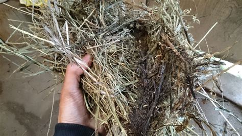 The leaves, which are alternate and scattered along the stem, consist of three leaflets like those of clover. What does moldy hay/alfalfa look like ? | The Goat Spot ...