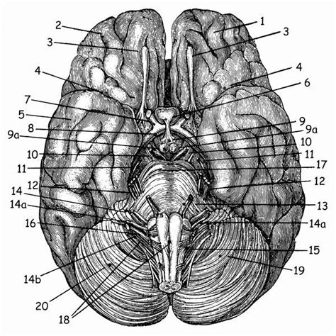 Following on from the last article we shared about puzzles having a number of wonderful benefits while being fun for anyone doing them Jigsaw Puzzle-Brain-500 Piece Jigsaw Puzzle made to order ...