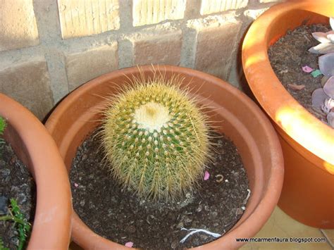 Los cactus son unas plantas muy duras pero que requieren de unos cuidados concretos. El Mundo en mis manos: Mis cactus un año después