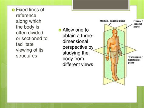 9 regions of the abdomen can be identified within the 4 quadrant parts; PPT - Anatomical Position, Directions, Regions , Planes ...