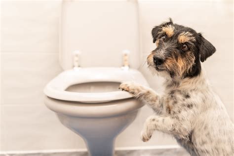 › are coffee grounds bad for dogs. Is It Bad for Dogs to Drink Toilet Water? | Jack russell ...