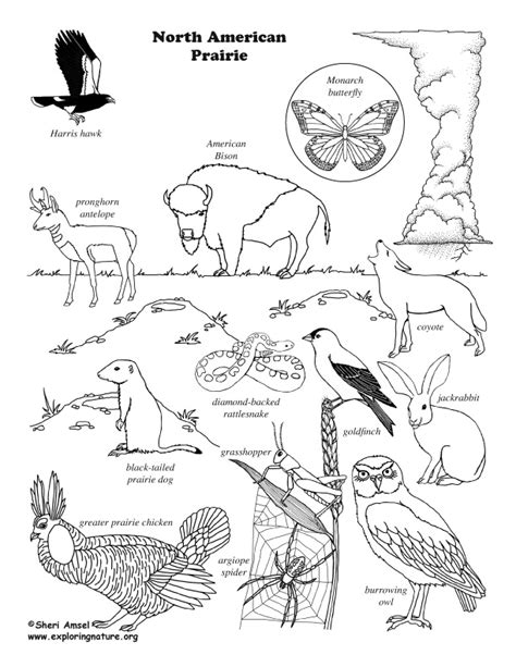 Make them happy with these printable coloring pages and let them show how artful and creative. Prairie (American) Coloring Page