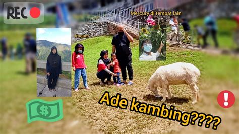 Suhu waktu malam boleh mencecah serendah. Bagi Kambing makan kuaci!!!!🐏🐏🐏🍔🍔 Cameron Highland (Family ...