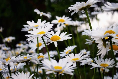 Fiori tipo margherita con quindici petali sottili e lunghi in quattro dimensioni diverse. Foto gratis: Petali, margherite, fiore, campo, flora, fiore