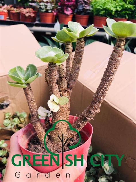 See more ideas about plants, planting flowers, portulaca grandiflora. GNC - Portulaca Variegated Live Plant Pokok Fern Paku ...
