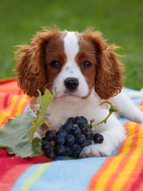 One lab just loved the bananas! What if dogs eat grapes? Grape and raisin poisoning in ...