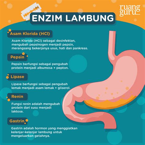 Maybe you would like to learn more about one of these? Lambung Manusia Bisa Menghancurkan Silet, Mitos atau Fakta?