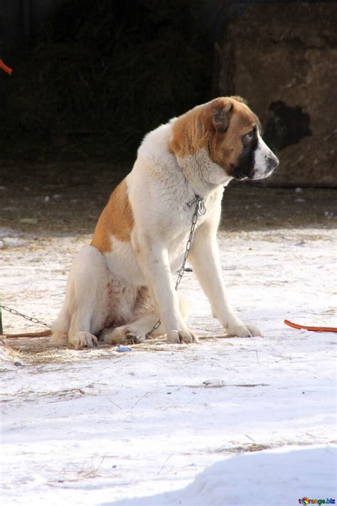 Central asian shepherds.alabai.play with children.the biggest and friendly guard dog. Alabay chiens alabai se repose sur chaîne chien № 681