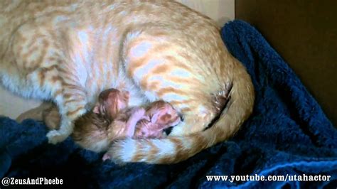 Helping my pregnant cat give birth to 6 kittens! Cat Gives Birth To 7 Kittens - YouTube