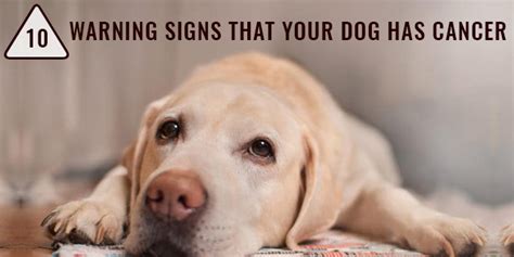 If other organs are also affected, you may see these signs: 10 Warning Signs That Your Dog Has Cancer ...